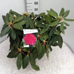 Rhododendron (Rhododendron 'American Beauty') -Groene Boom Winkel rho. p. a. beauty c10 50 cm
