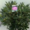 Bosrhododendron (Rhododendron Ponticum 'Roseum') -Groene Boom Winkel rho. ponticum roseum c20