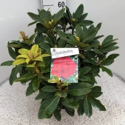 Rhododendron (Rhododendron 'Red Jack') -Groene Boom Winkel rho. red jack c10 50 cm