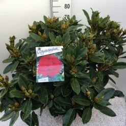 Rhododendron (Rhododendron 'Red Jack') -Groene Boom Winkel rho. red jack c20