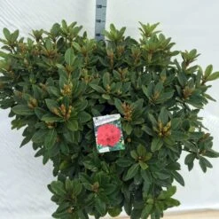Rhododendron (Rhododendron 'Red Jack') -Groene Boom Winkel rho. red jack c40