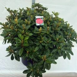 Rhododendron (Rhododendron 'Red Jack') -Groene Boom Winkel rho. red jack c80