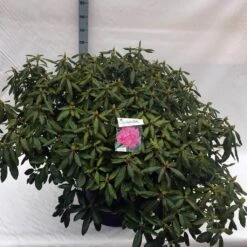 Rhododendron (Rhododendron 'Roseum Elegans') 35 Rhododendron (Rhododendron 'Roseum Elegans') -Groene Boom Winkel rho. roseum elegans c80 1