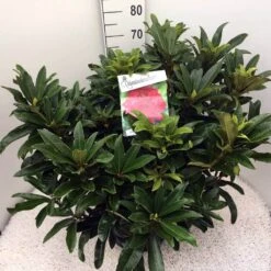 Rhododendron (Rhododendron 'Wilgen's Ruby') 23 Rhododendron (Rhododendron 'Wilgen's Ruby') -Groene Boom Winkel rho. wilgens ruby c20