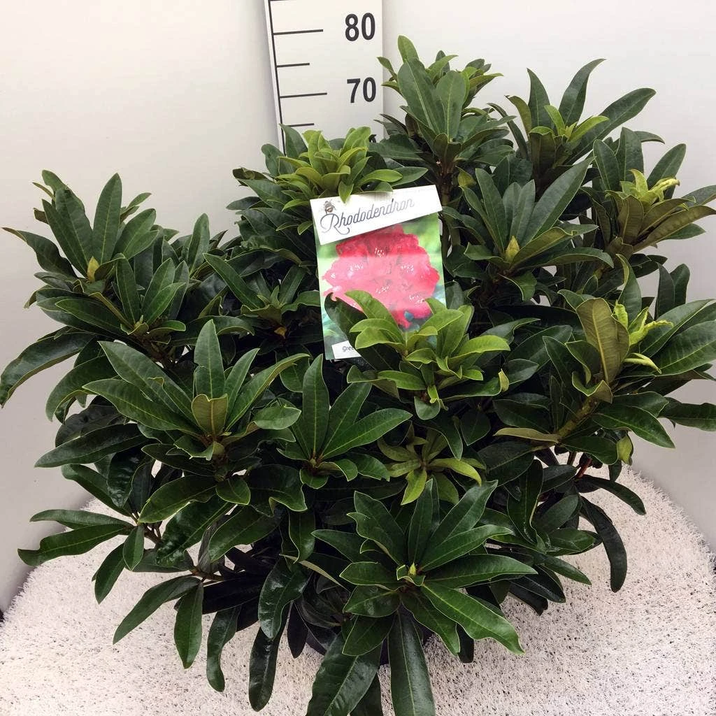 Rhododendron (Rhododendron 'Wilgen's Ruby') 6 Rhododendron (Rhododendron 'Wilgen's Ruby') - Afbeelding 6