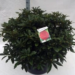 Rhododendron (Rhododendron 'Wilgen's Ruby') 32 Rhododendron (Rhododendron 'Wilgen's Ruby') -Groene Boom Winkel rho. wilgens ruby c80