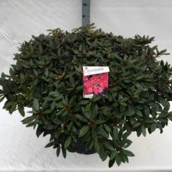 Rhododendron (Rhododendron 'Winsome') -Groene Boom Winkel rho. winsome c40