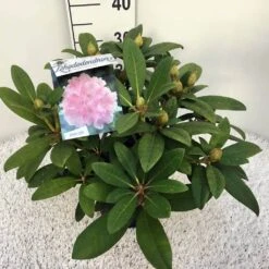 Rhododendron (Rhododendron 'Doc') -Groene Boom Winkel rho. y doc c5