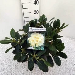 Rhododendron (Rhododendron 'Flava') -Groene Boom Winkel rho. y flava c5 1