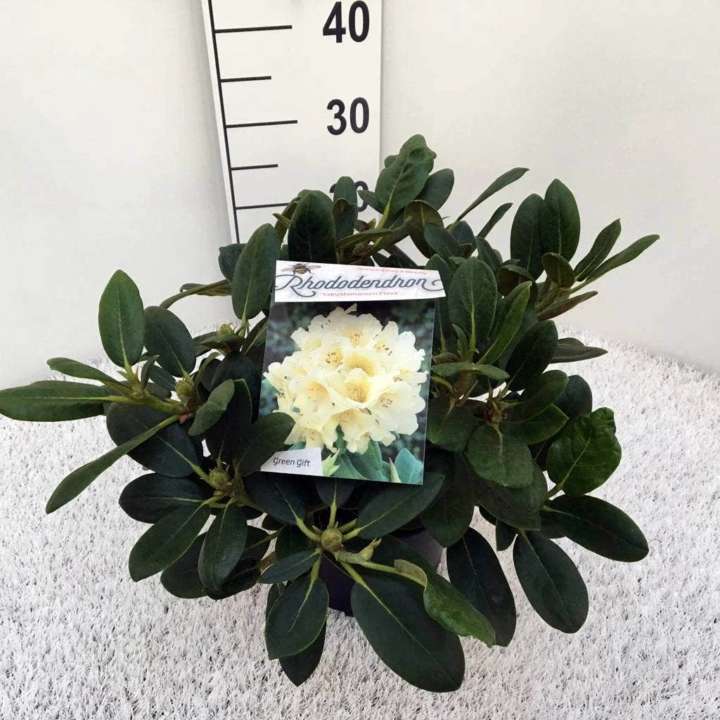 Rhododendron (Rhododendron 'Flava') 4 Rhododendron (Rhododendron 'Flava') - Afbeelding 4