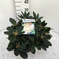 Dwergrhododendron (Rhododendron 'Golden Torch') 21 Dwergrhododendron (Rhododendron 'Golden Torch') -Groene Boom Winkel rho. y golden torch c5