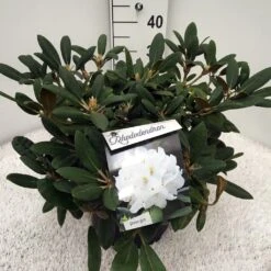 Dwergrhododendron (Rhododendron 'Porzellan') -Groene Boom Winkel rho. y porzelan c10 1