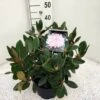 Dwergrhododendron (Rhododendron 'Silberwolke') -Groene Boom Winkel rho. y silberwolke c5