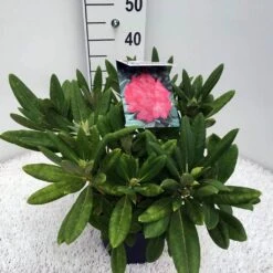 Dwergrhododendron (Rhododendron 'Sweet Sue') -Groene Boom Winkel rho. y sweet sue c5
