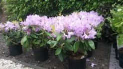Rhododendron (Rhododendron Catawbiense 'Boursault') -Groene Boom Winkel rhodo boursault 2