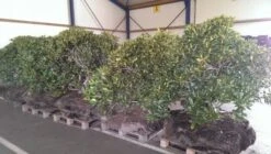 Rhododendron (Rhododendron 'Cunningham White') -Groene Boom Winkel rhodo cun white