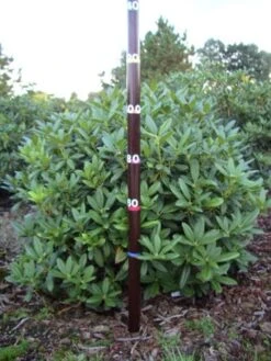 Rhododendron (Rhododendron 'Cunningham White') -Groene Boom Winkel rhodod cun white 1