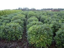 Rhododendron (Rhododendron 'Cunningham White') -Groene Boom Winkel rhodod cun white 2