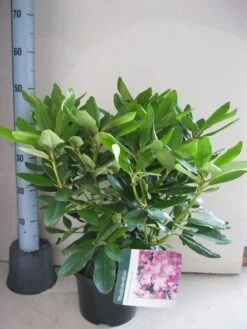 Rhododendron (Rhododendron Catawbiense 'Boursault') -Groene Boom Winkel rhododendron boursault c5 aug