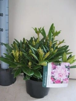Dwergrhododendron (Rhododendron 'Caroline Allbrook') -Groene Boom Winkel rhododendron caroline allbrook c5 aug
