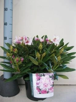 Dwergrhododendron (Rhododendron 'Caroline Allbrook') -Groene Boom Winkel rhododendron caroline allbrook c5 sept