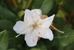 Rhododendron (Rhododendron 'Cunningham White') -Groene Boom Winkel rhododendron cunningham white 2