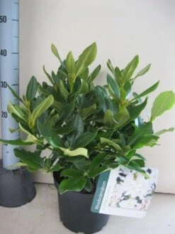 Rhododendron (Rhododendron 'Cunningham White') -Groene Boom Winkel rhododendron cunninghams white c5 aug