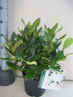 Rhododendron (Rhododendron 'Cunningham White') -Groene Boom Winkel rhododendron cunninghams white c5 aug 1