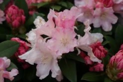 Dwergrhododendron (Rhododendron 'Dreamland') -Groene Boom Winkel rhododendron dreamland