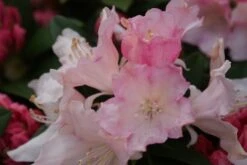 Dwergrhododendron (Rhododendron 'Dreamland') -Groene Boom Winkel rhododendron dreamland 3