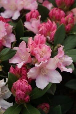 Dwergrhododendron (Rhododendron 'Dreamland') -Groene Boom Winkel rhododendron dreamland 4