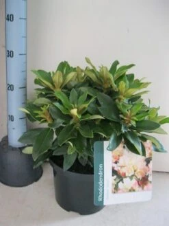 Dwergrhododendron (Rhododendron 'Golden Torch') 14 Dwergrhododendron (Rhododendron 'Golden Torch') -Groene Boom Winkel rhododendron golden torch c5 aug