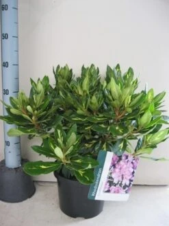 Rhododendron (Rhododendron 'Goldflimmer') -Groene Boom Winkel rhododendron goldflimmer c5 aug 1