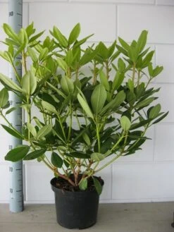 Rhododendron (Rhododendron Catawbiense 'Grandiflorum') -Groene Boom Winkel rhododendron grandiflorum 50 60 1