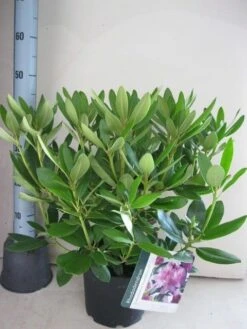 Rhododendron (Rhododendron Catawbiense 'Grandiflorum') -Groene Boom Winkel rhododendron grandiflorum c5 aug
