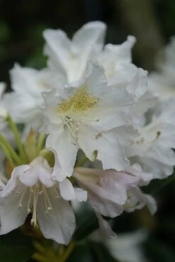 Rhododendron (Rhododendron 'Madame Masson') -Groene Boom Winkel rhododendron madame masson