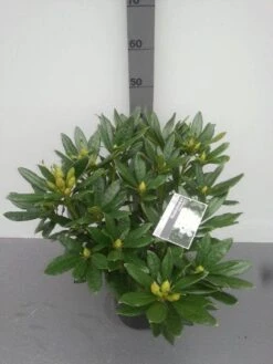 Rhododendron (Rhododendron 'Madame Masson') -Groene Boom Winkel rhododendron madame masson