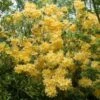 Azalea (Rhododendron 'Mollis' Geel) -Groene Boom Winkel rhododendron mollis geel