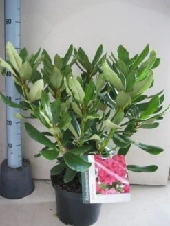 Rhododendron (Rhododendron 'Nova Zembla') -Groene Boom Winkel rhododendron nova zembla c5 aug