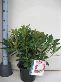 Rhododendron (Rhododendron 'Percy Wiseman') 16 Rhododendron (Rhododendron 'Percy Wiseman') -Groene Boom Winkel rhododendron percy wiceman c5 aug