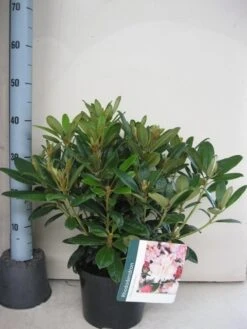 Rhododendron (Rhododendron 'Percy Wiseman') 27 Rhododendron (Rhododendron 'Percy Wiseman') -Groene Boom Winkel rhododendron percy wiceman c5 aug 1