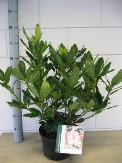 Bosrhododendron (Rhododendron Ponticum 'Roseum') -Groene Boom Winkel rhododendron ponticum roseum c5 oktober 1