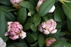 Voorkant -Groene Boom Winkel rhododendron porzellan