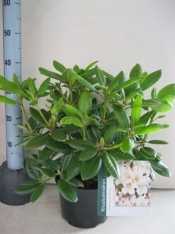 Rhododendron (Rhododendron 'Virginia Richards') 12 Rhododendron (Rhododendron 'Virginia Richards') -Groene Boom Winkel rhododendron virginia richards c5 aug