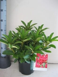 Rhododendron (Rhododendron 'Wilgen's Ruby') 35 Rhododendron (Rhododendron 'Wilgen's Ruby') -Groene Boom Winkel rhododendron wilgens ruby c5 aug 1