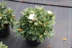 Dwergrhododendron (Rhododendron 'Golden Torch') 17 Dwergrhododendron (Rhododendron 'Golden Torch') -Groene Boom Winkel rhododendron y. golden torch 5