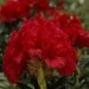 Rhododendron (Rhododendron 'Red Jack') -Groene Boom Winkel rhrjack 2