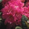 Rhododendron (Rhododendron 'Rocket') -Groene Boom Winkel rhrocket 2