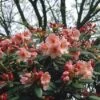 Rhododendron (Rhododendron 'Virginia Richards') -Groene Boom Winkel rhvricha 2