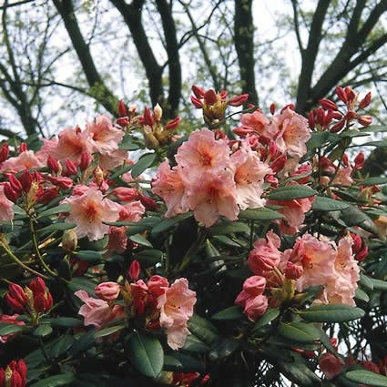 Rhododendron (Rhododendron 'Virginia Richards') 1 Rhododendron (Rhododendron 'Virginia Richards')